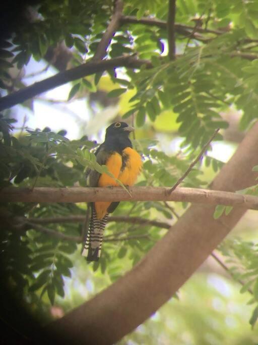 Casa Euphonia Monteverde Luaran gambar