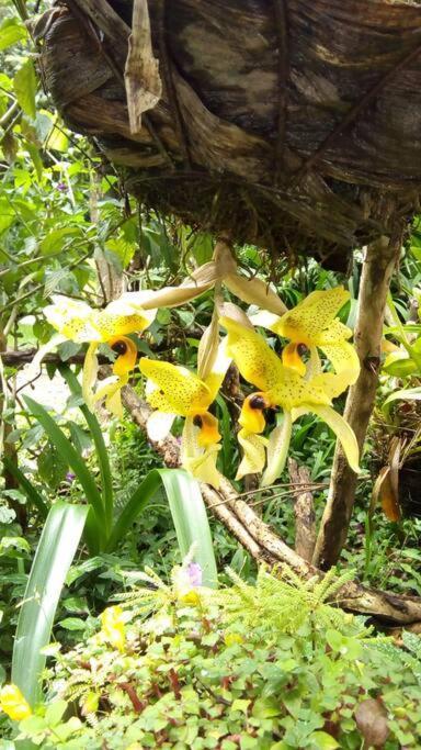 Casa Euphonia Monteverde Luaran gambar