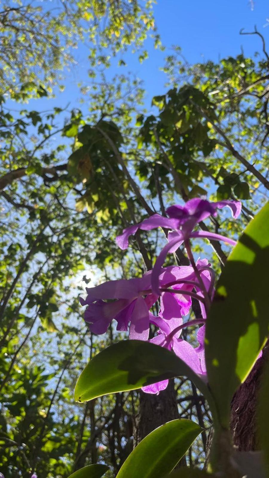 Casa Euphonia Monteverde Luaran gambar